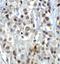 Lysine Demethylase 1A antibody, A00532, Boster Biological Technology, Immunohistochemistry frozen image 