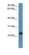 Calcyphosine Like antibody, orb325775, Biorbyt, Western Blot image 