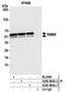 RNA Binding Fox-1 Homolog 2 antibody, A300-864A, Bethyl Labs, Immunoprecipitation image 