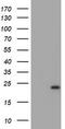 Ubiquitin Conjugating Enzyme E2 E3 antibody, LS-C173911, Lifespan Biosciences, Western Blot image 