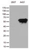 Tripartite Motif Containing 29 antibody, TA812274S, Origene, Western Blot image 