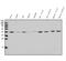 Short-chain specific acyl-CoA dehydrogenase, mitochondrial antibody, A05028-1, Boster Biological Technology, Western Blot image 