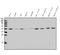 Acyl-CoA Dehydrogenase Short Chain antibody, A05028-1, Boster Biological Technology, Western Blot image 