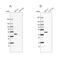 Serpin Family B Member 1 antibody, PA5-62657, Invitrogen Antibodies, Western Blot image 