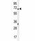 Transcription Factor 4 antibody, F49318-0.4ML, NSJ Bioreagents, Flow Cytometry image 