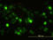 Protein I antibody, LS-C196662, Lifespan Biosciences, Immunofluorescence image 