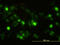 Annexin A2 antibody, LS-C196662, Lifespan Biosciences, Immunofluorescence image 