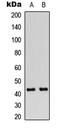 Gap Junction Protein Alpha 1 antibody, abx121466, Abbexa, Western Blot image 