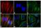 Mouse IgG1 antibody, A-21124, Invitrogen Antibodies, Immunofluorescence image 