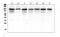 Anoctamin 1 antibody, A00713, Boster Biological Technology, Western Blot image 