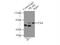 Pyruvate Kinase M1/2 antibody, 15821-1-AP, Proteintech Group, Immunoprecipitation image 