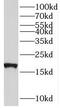 Transmembrane Protein 70 antibody, FNab08788, FineTest, Western Blot image 