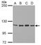 Signal Transducer And Activator Of Transcription 2 antibody, PA5-34683, Invitrogen Antibodies, Western Blot image 