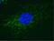 Cytochrome C Oxidase Subunit 4I1 antibody, 459120, Invitrogen Antibodies, Immunofluorescence image 