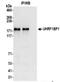 Ubiquitin Like With PHD And Ring Finger Domains 1 antibody, NBP2-37702, Novus Biologicals, Immunoprecipitation image 