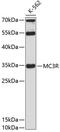 Melanocortin 3 Receptor antibody, 14-085, ProSci, Western Blot image 