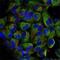 Nuclear Factor Kappa B Subunit 2 antibody, LS-C336050, Lifespan Biosciences, Immunofluorescence image 