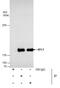 Replication Factor C Subunit 1 antibody, PA5-35966, Invitrogen Antibodies, Immunoprecipitation image 