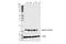 Galectin 1 antibody, 40103S, Cell Signaling Technology, Western Blot image 