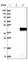 Pleckstrin Homology And FYVE Domain Containing 1 antibody, HPA025925, Atlas Antibodies, Western Blot image 