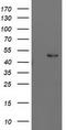 PBX Homeobox 1 antibody, TA503065S, Origene, Western Blot image 