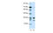 Cyclin Dependent Kinase 5 antibody, MBS833863, MyBioSource, Western Blot image 
