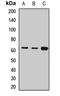 Keratin 9 antibody, orb411670, Biorbyt, Western Blot image 