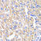 CAMP Responsive Element Binding Protein 3 antibody, 15-083, ProSci, Immunohistochemistry paraffin image 
