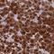 Syncollin antibody, NBP2-13402, Novus Biologicals, Immunohistochemistry paraffin image 