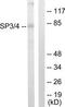 Sp3 Transcription Factor antibody, TA314560, Origene, Western Blot image 