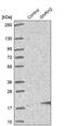 Gonadotropin Releasing Hormone 2 antibody, PA5-52076, Invitrogen Antibodies, Western Blot image 