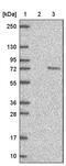 Growth Arrest Specific 6 antibody, PA5-52539, Invitrogen Antibodies, Western Blot image 
