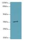Mediator Complex Subunit 27 antibody, LS-C399336, Lifespan Biosciences, Western Blot image 