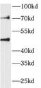 RCC1 Like antibody, FNab09477, FineTest, Western Blot image 