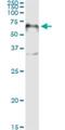 Forkhead Box A2 antibody, H00003170-M10, Novus Biologicals, Immunoprecipitation image 