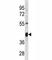 Thioredoxin Interacting Protein antibody, F47779-0.4ML, NSJ Bioreagents, Western Blot image 