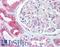 B Cell Receptor Associated Protein 31 antibody, LS-B1335, Lifespan Biosciences, Immunohistochemistry frozen image 
