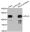 Helicase, Lymphoid Specific antibody, orb178580, Biorbyt, Immunoprecipitation image 