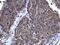 Cyclin Dependent Kinase 1 antibody, PA5-77900, Invitrogen Antibodies, Immunohistochemistry frozen image 