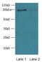 Kelch Like Family Member 22 antibody, LS-C377640, Lifespan Biosciences, Western Blot image 