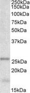 Tubulin Polymerization Promoting Protein antibody, MBS422281, MyBioSource, Western Blot image 