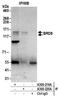 Bromodomain Containing 8 antibody, A300-219A, Bethyl Labs, Immunoprecipitation image 