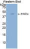 Natriuretic Peptide A antibody, LS-C297900, Lifespan Biosciences, Western Blot image 