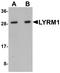 LYR motif-containing protein 1 antibody, NBP1-77136, Novus Biologicals, Western Blot image 
