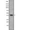 MAP3K12 Binding Inhibitory Protein 1 antibody, abx216740, Abbexa, Western Blot image 