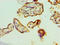 TAR DNA Binding Protein antibody, LS-C377519, Lifespan Biosciences, Immunohistochemistry paraffin image 