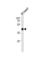 Transcription Factor AP-2 Delta antibody, abx034886, Abbexa, Western Blot image 