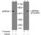 Docking Protein 1 antibody, GTX78981, GeneTex, Western Blot image 