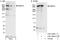 HECT And RLD Domain Containing E3 Ubiquitin Protein Ligase 2 antibody, A301-905A, Bethyl Labs, Immunoprecipitation image 