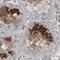 Lymphocyte Antigen 6 Family Member K antibody, MA5-24639, Invitrogen Antibodies, Immunohistochemistry paraffin image 